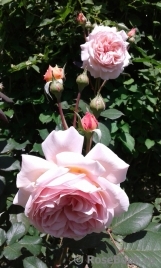 A Shropshire Lad