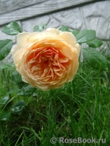 Abraham Darby