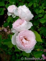 The Wedgwood Rose