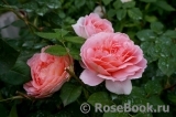 Abraham Darby