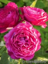 Johann Wolfgang von Goethe Rose®