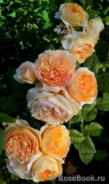 Crown Princess Margareta®