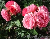 Les blouses roses ®