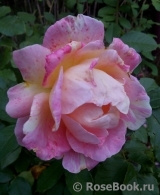 Rose des Cisterciens 