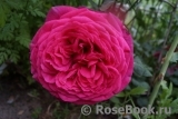 Johann Wolfgang von Goethe Rose®