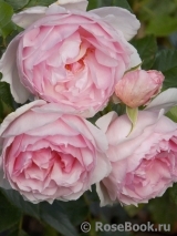 The Wedgwood Rose