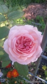 Abraham Darby