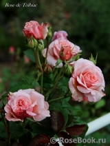 Rose de Tolbiac ®