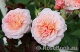 Rose de Tolbiac ®