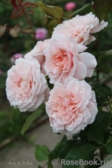 Rose de Tolbiac ®