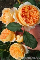 Crown Princess Margareta®