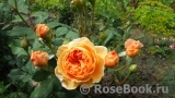 Crown Princess Margareta®