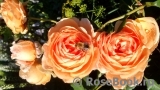 Crown Princess Margareta®