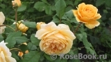 Crown Princess Margareta®