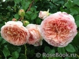 Abraham Darby