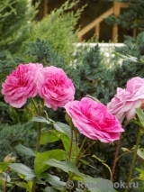 Gertrude Jekyll