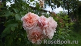 Rose de Tolbiac ®