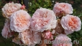 Rose de Tolbiac ®