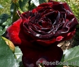 Black Baccara