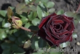 Black Baccara