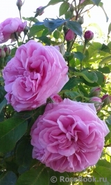 Gertrude Jekyll