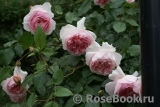 The Wedgwood Rose