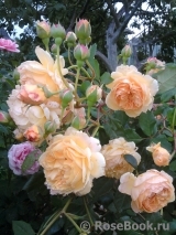 Crown Princess Margareta®