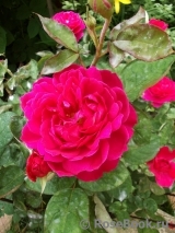 Sophy’s Rose 