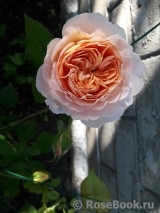 Abraham Darby