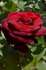 Black Baccara