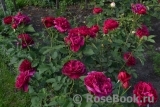 Darcey Bussell 