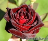 Black Baccara