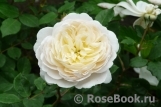 Crocus Rose® 