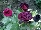 Black Baccara