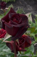 Black Baccara