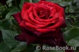 Black Baccara