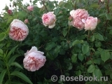 Abraham Darby