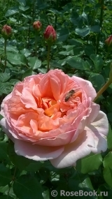 Abraham Darby