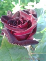 Black Baccara