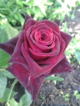 Black Baccara