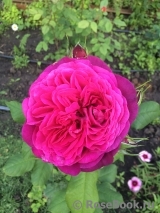 Johann Wolfgang von Goethe Rose®