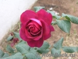 Johann Wolfgang von Goethe Rose®