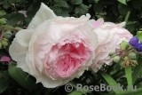 The Wedgwood Rose