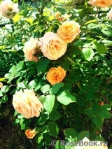 Abraham Darby