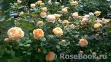 Crown Princess Margareta®