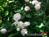 Hans Gonewein Rose 