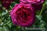 Johann Wolfgang von Goethe Rose®