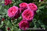 Johann Wolfgang von Goethe Rose®