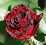 Black Baccara