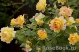 Rose des Cisterciens 